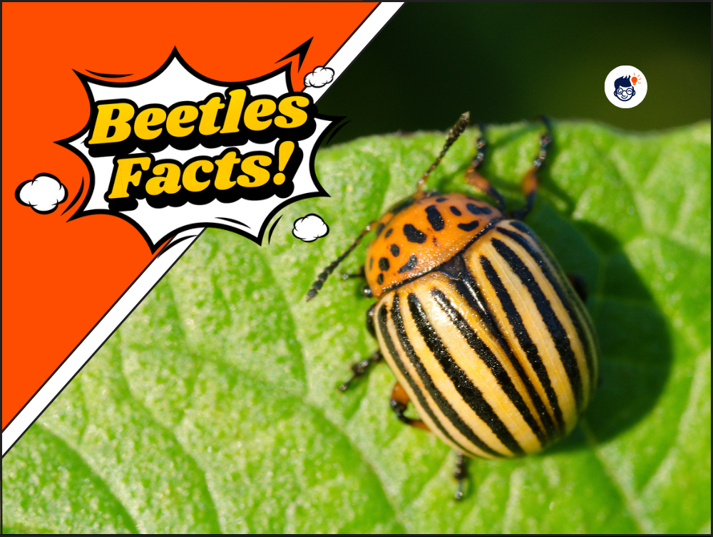 15+ Beetle Facts You Need to Know Right Now! (Free Printables)