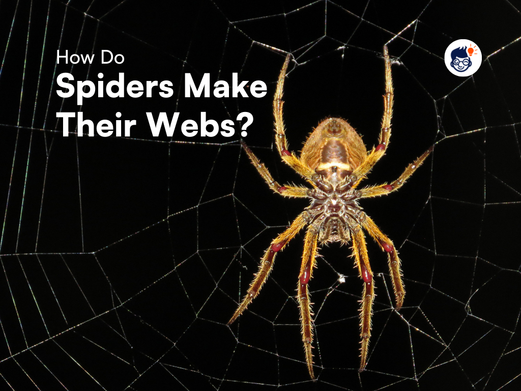 How Do Spiders Make Their Webs