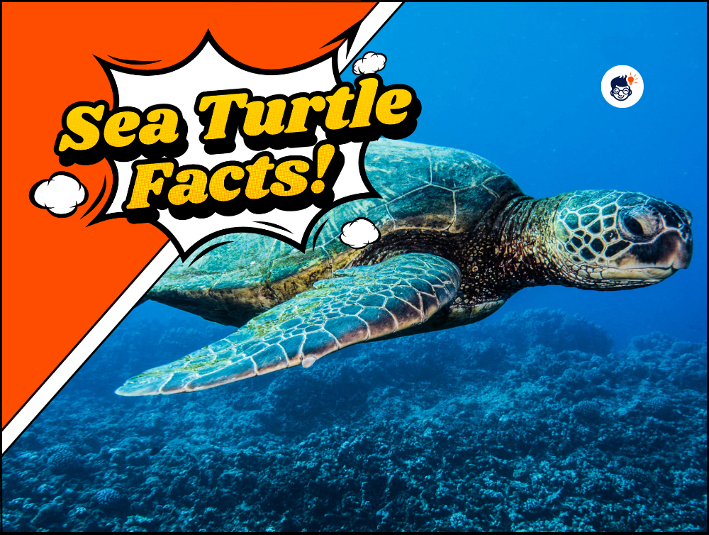 21 Interesting Turtle Facts That You