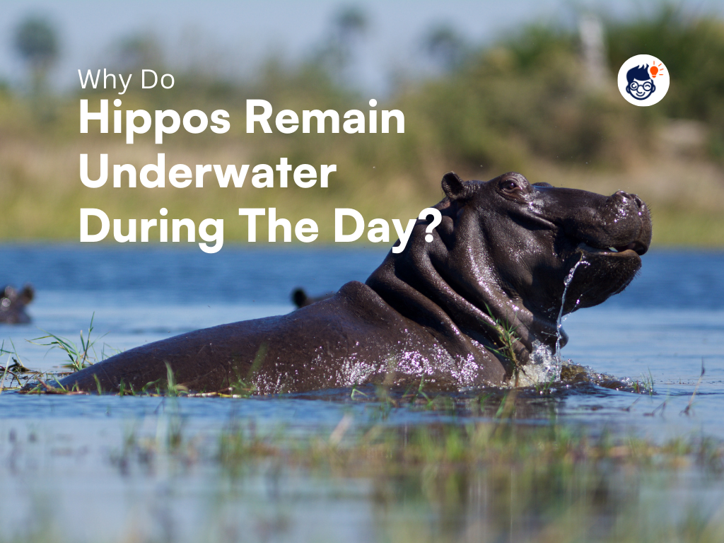 Why Do Hippos Remain Underwater During The Day?