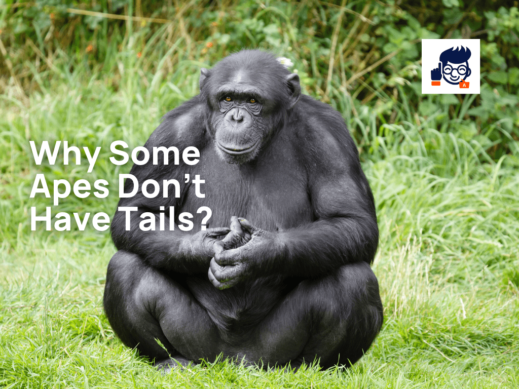 Why Don’t Some Apes Have Tails? ( know with Images)