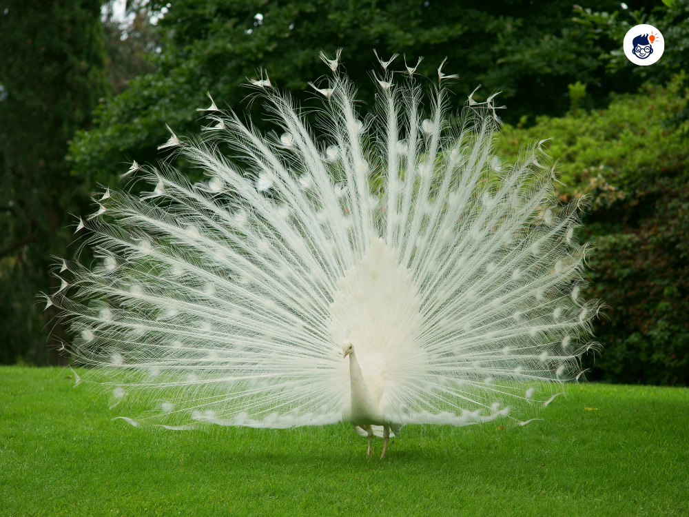 Breeding For Beauty