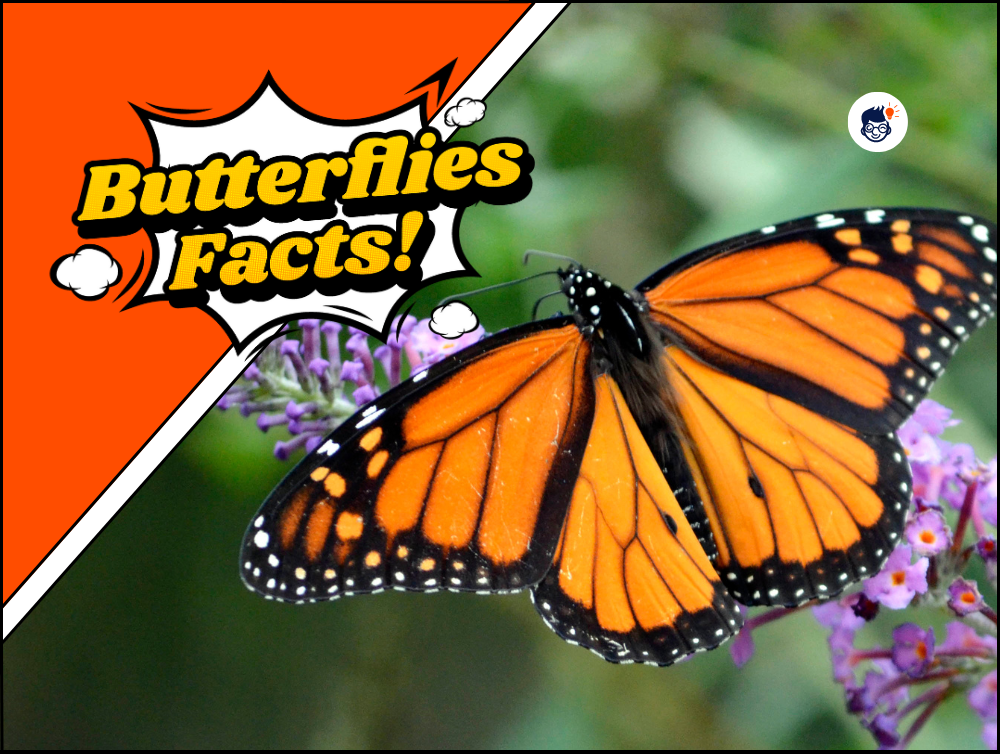 17+ Butterflies Facts That You Never Knew! (Free Printables)