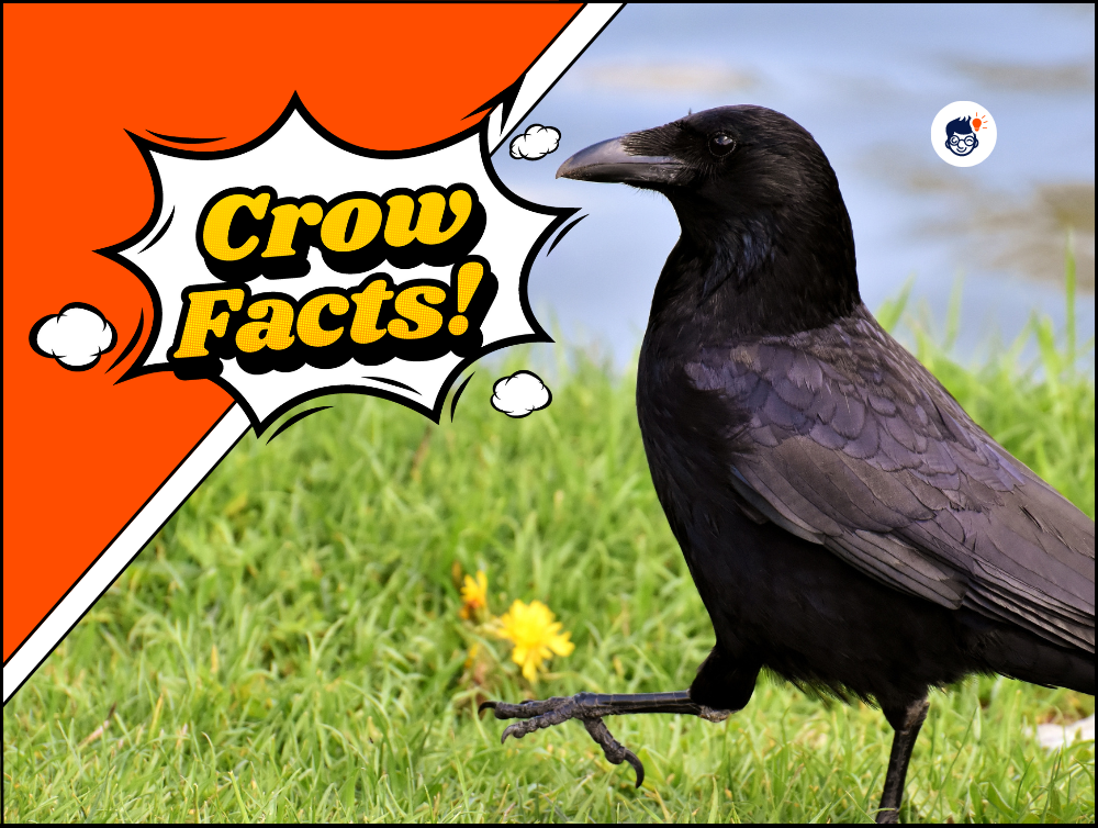 22 Interesting Crow Facts: Secrets Of The Intelligent Bird