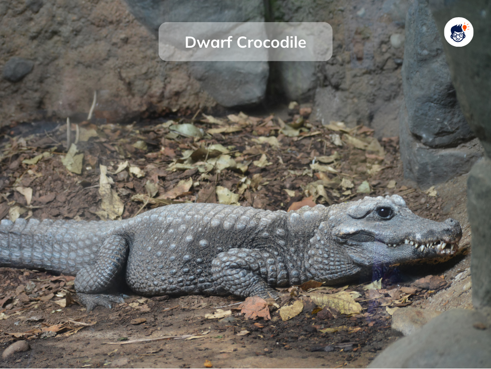Dwarf Crocodile