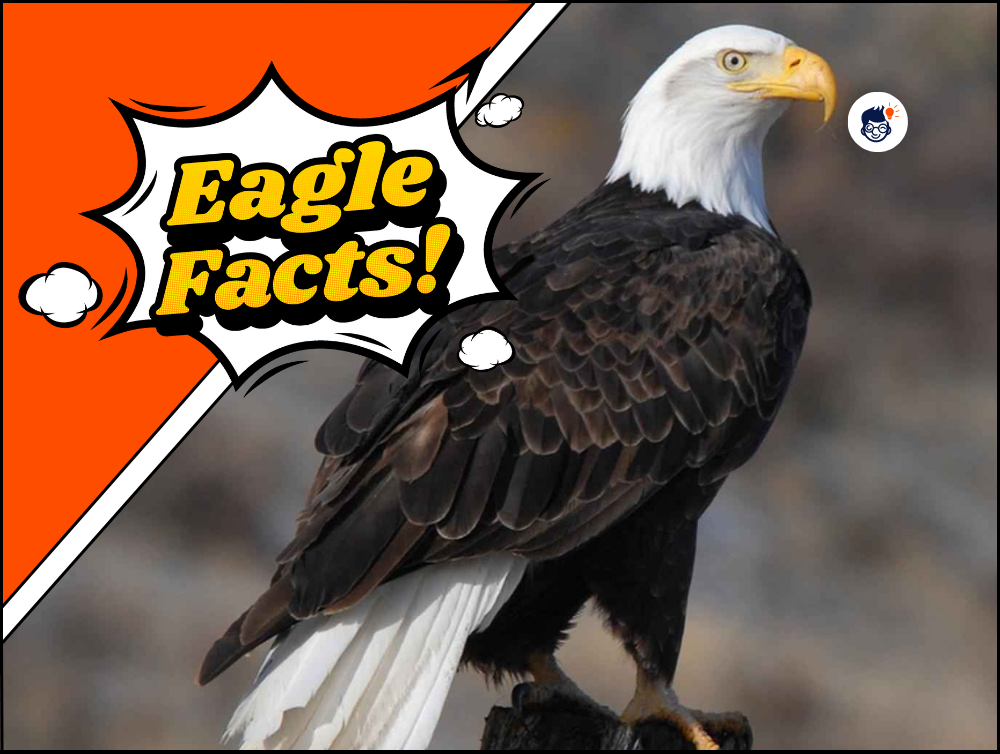 Bald Eagle Facts