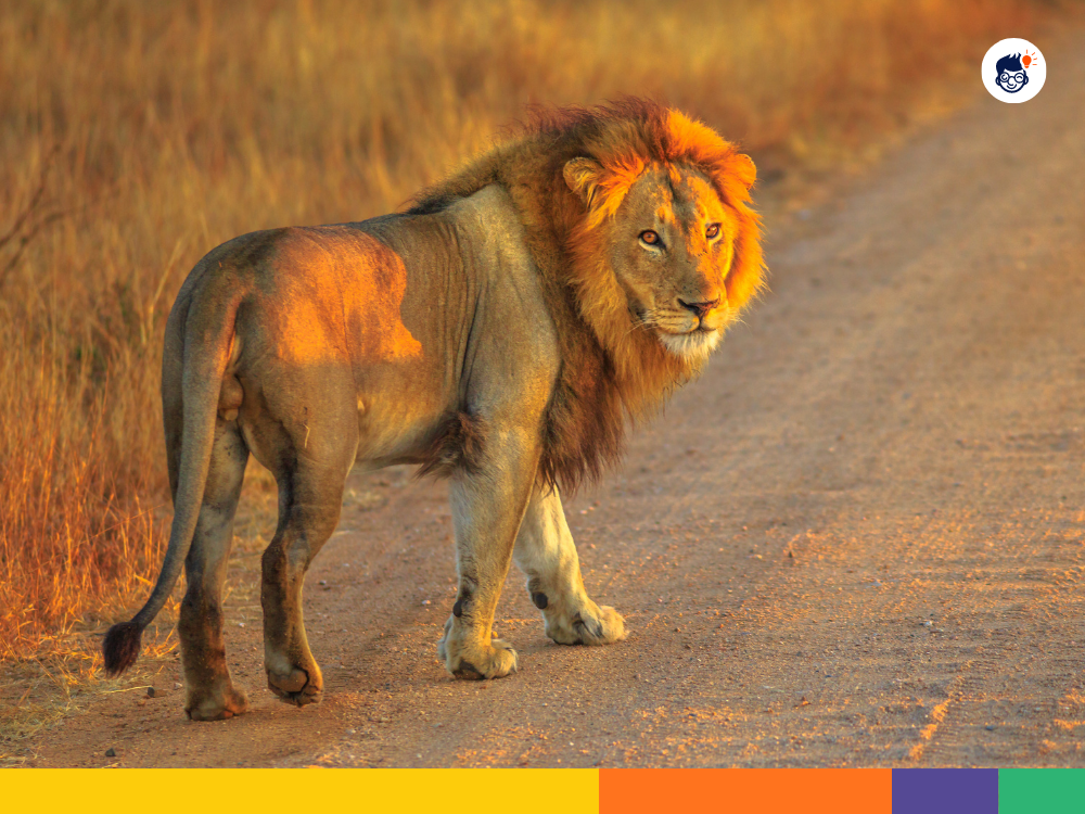 Most Lions Reside In Africa