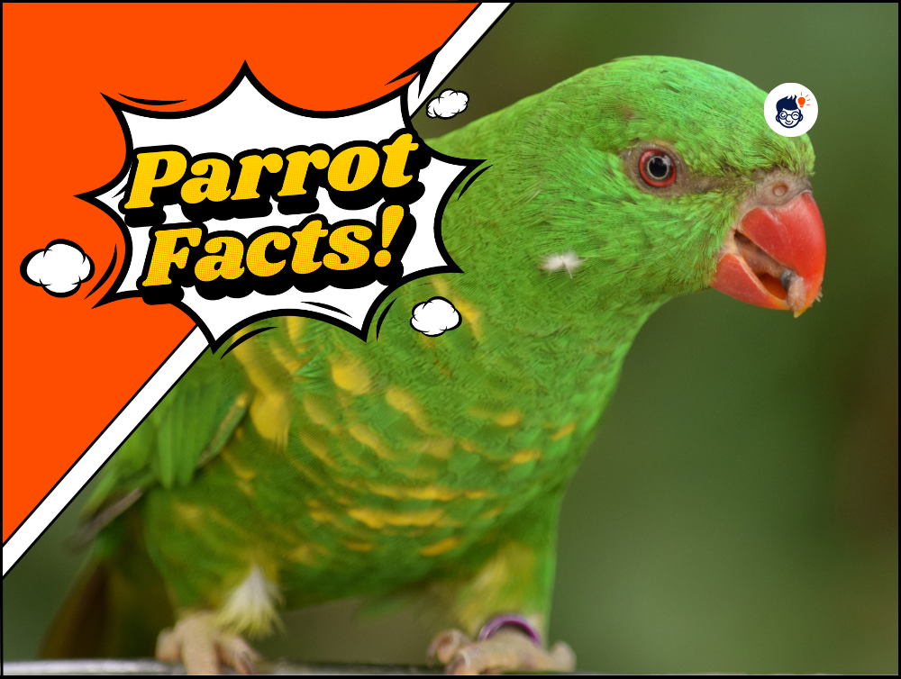 20 Parrot Facts: Everything You Need to Know