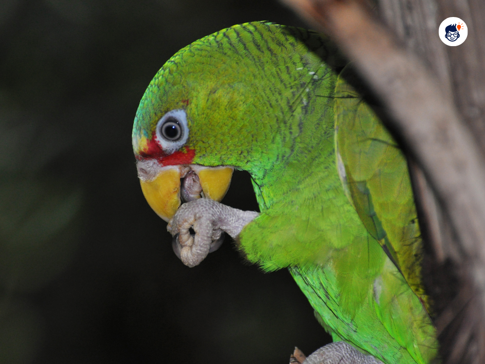 Parrot Have Zygodactyl Feet