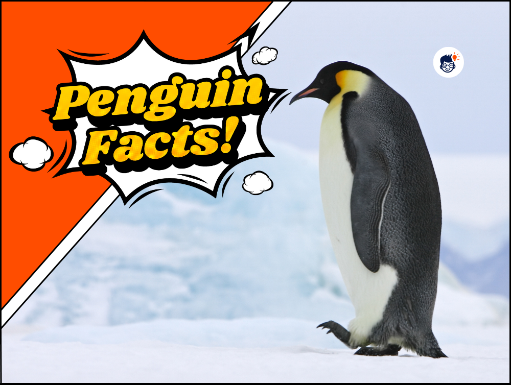 20 Interesting Penguin Facts You Didn t Know