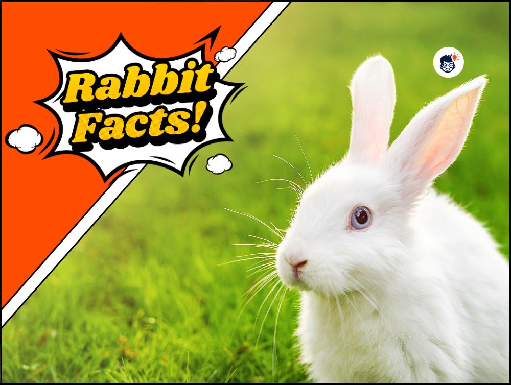 41+ Best Rabbit Facts to Discover the Fascinating World of Bunnies