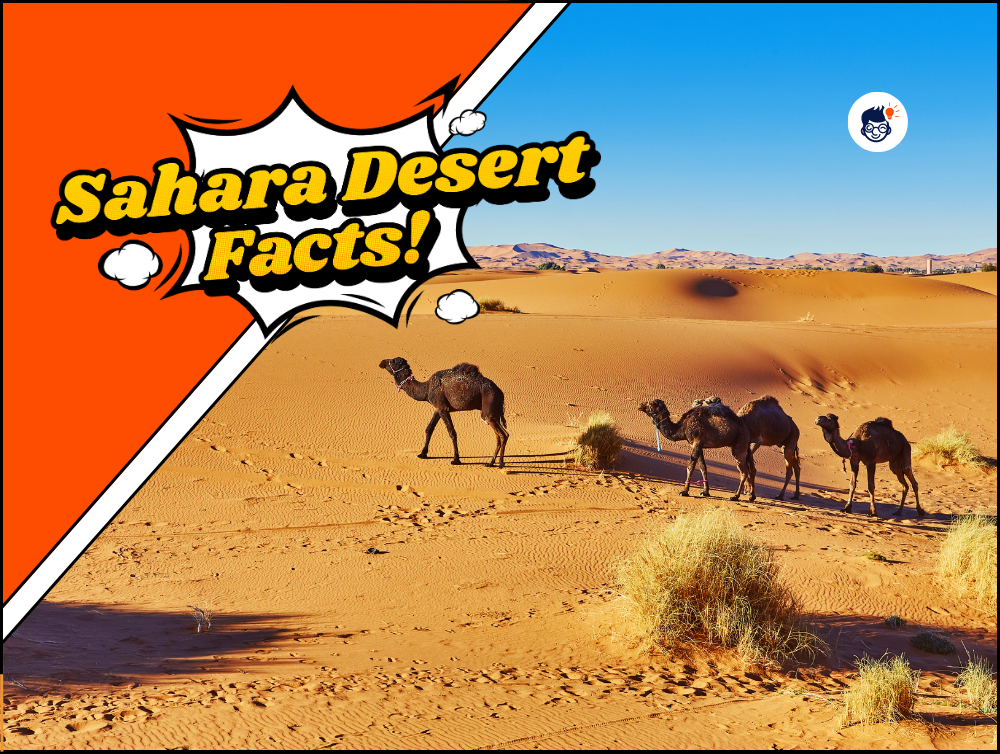 17 Sahara Desert Facts: Exploring the World's Largest Hot Desert