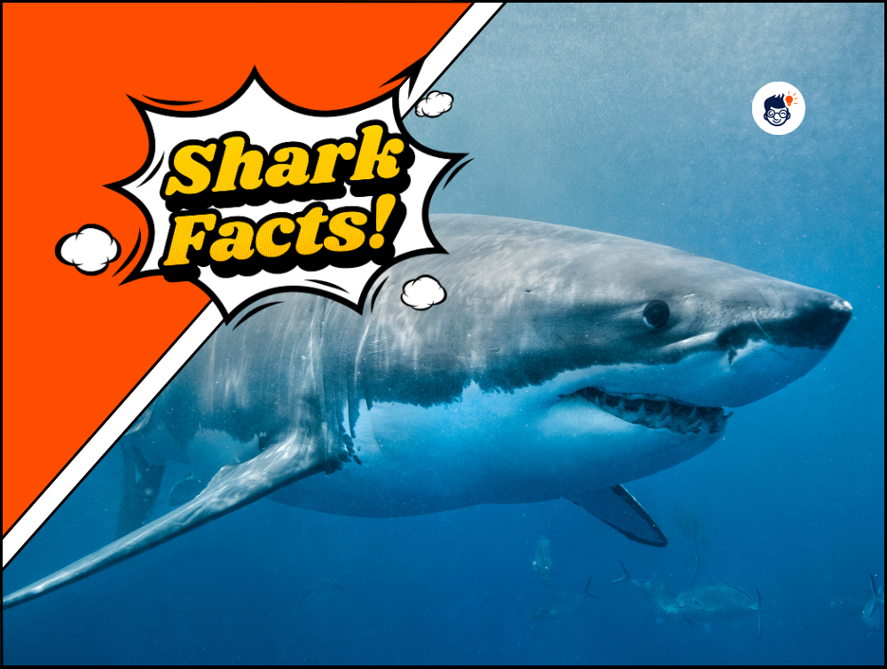 21 Shark Facts: the Mysteries of the Oceans.