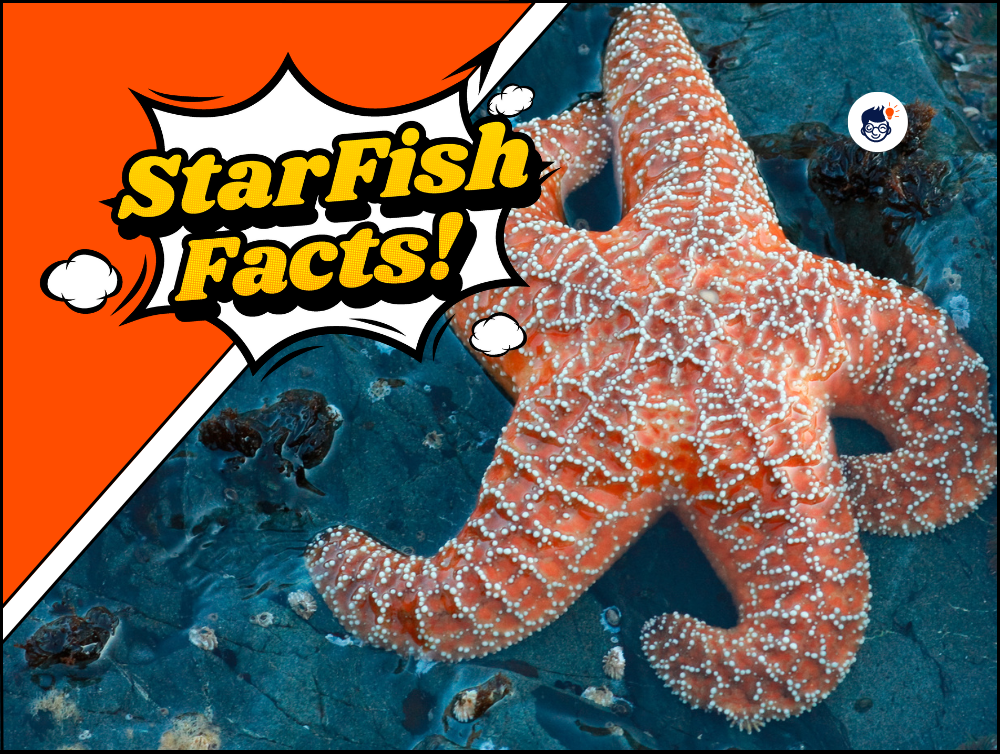 21 Interesting StarFish Facts You Need to Know