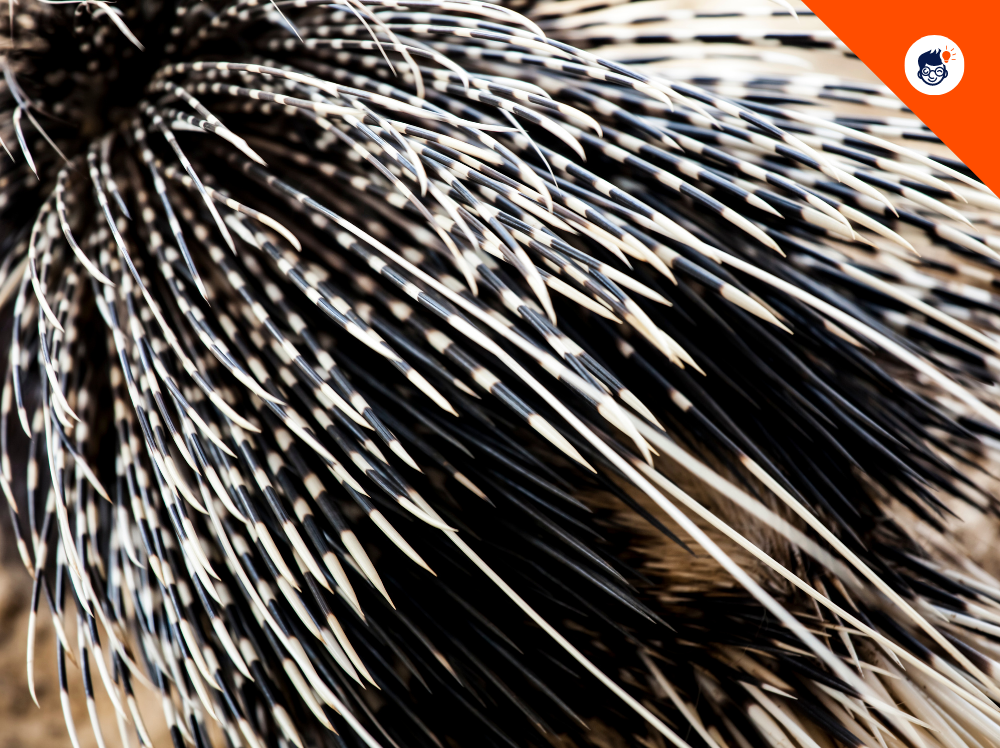 Porcupine Quills Porcupine Quills