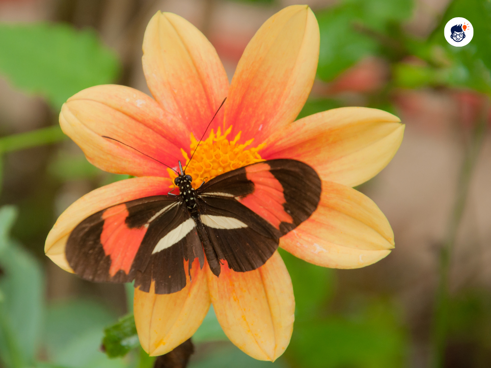 Adult Butterflies Have A Unique Physical Feature Four Separate Wings Instead Of The Expected Two Adult Butterflies Have A Unique Physical Feature Four Separate Wings Instead Of The Expected Two