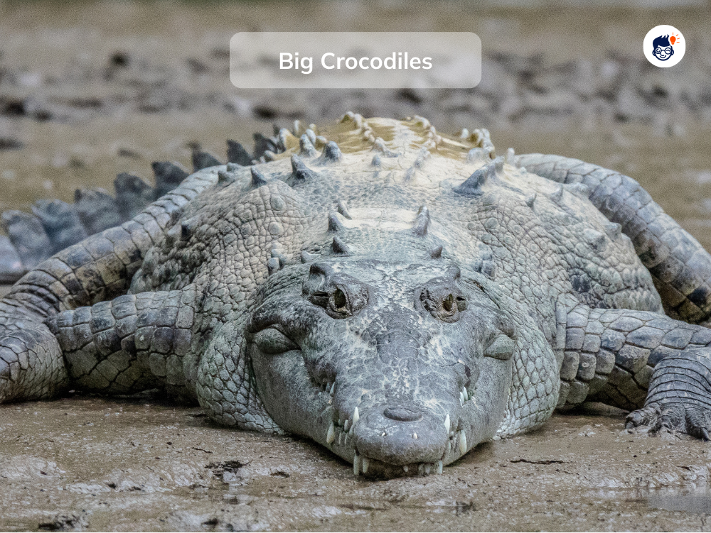 Africa And South America Had One of The Biggest Crocodiles Africa And South America Had One of The Biggest Crocodiles