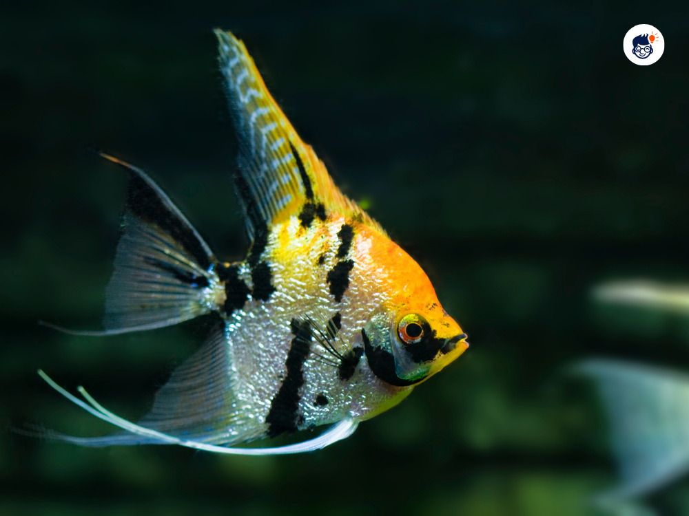 Angelfish Angelfish