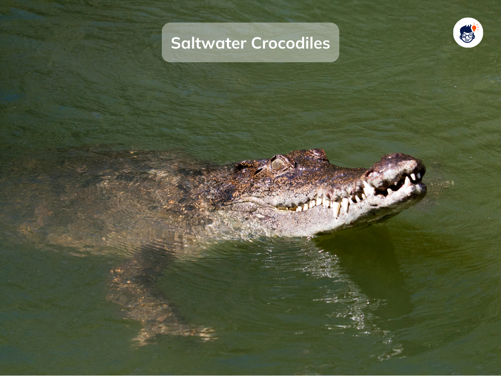 Biggest Reptiles On Earth Are Crocodiles Biggest Reptiles On Earth Are Crocodiles