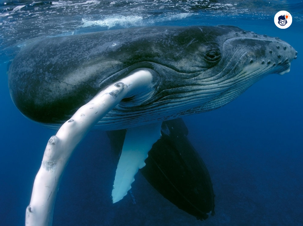 Blue Whales Blue Whales