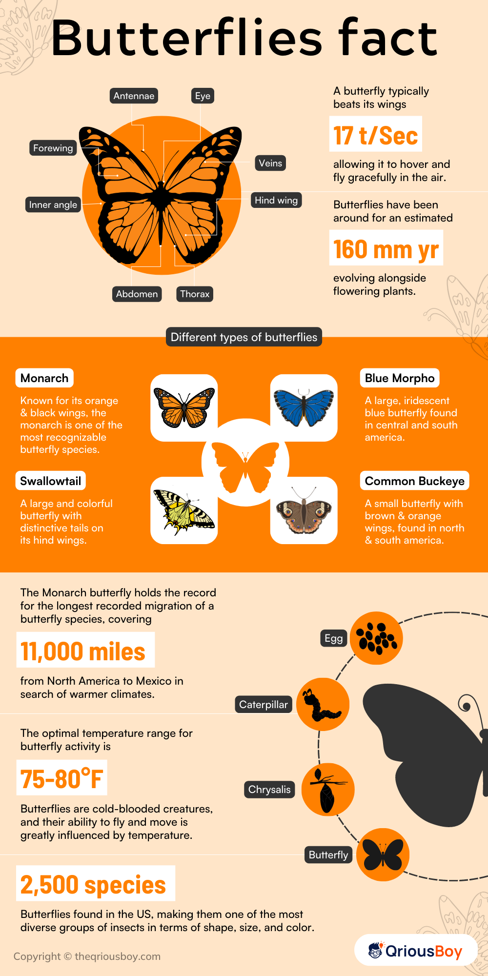 Butterflies Facts Butterflies Facts