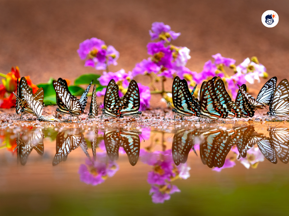 Butterflies Supplement Their Diet With Puddling Butterflies Supplement Their Diet With Puddling