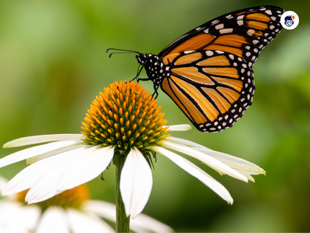 Butterfly Feet More Than Just A Mode Of Transportation Butterfly Feet More Than Just A Mode Of Transportation
