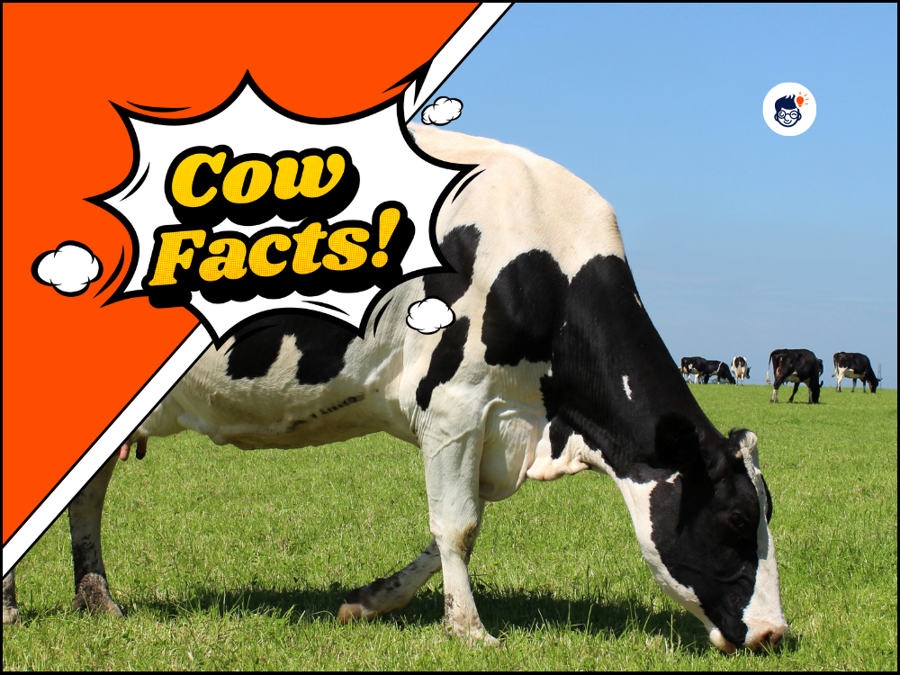 16 Cow Facts: Discovering More About These Important Farm Animals