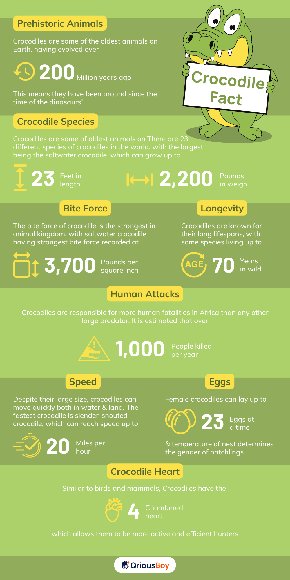 Crocodile Facts Crocodile Facts