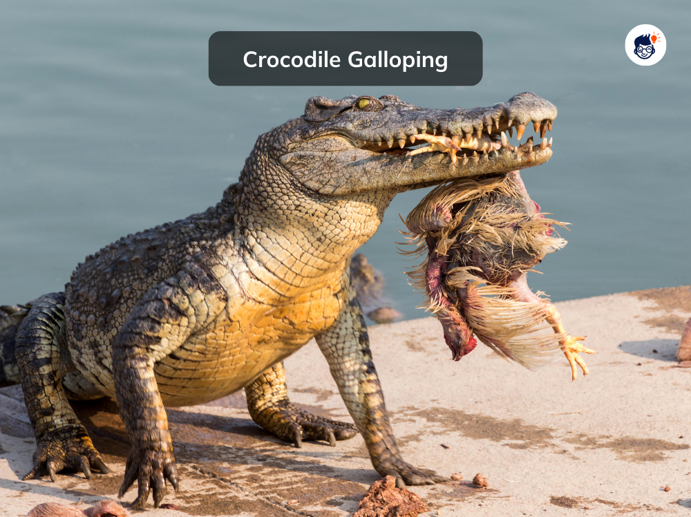 Crocodile Galloping Crocodile Galloping