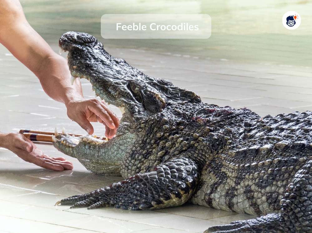 Crocodiles Are Feeble Crocodiles Are Feeble