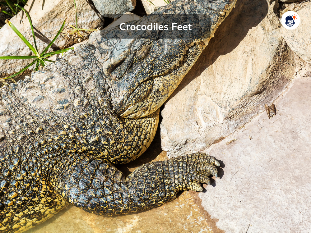 Crocodiles Have Webbed Feet Crocodiles Have Webbed Feet