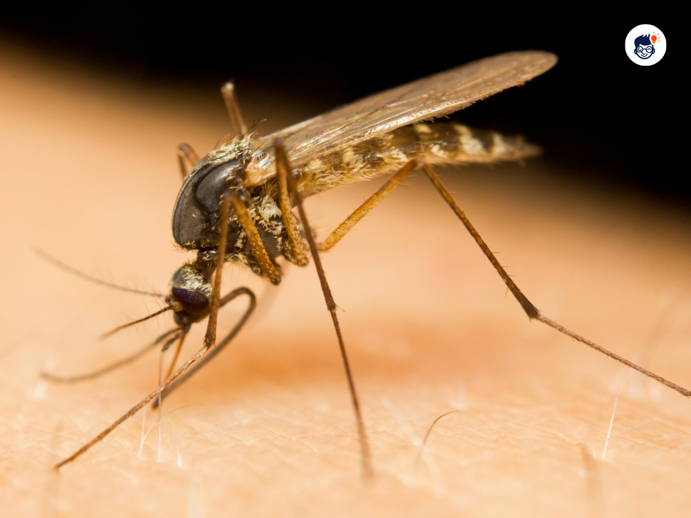 Deadly Mosquitoes Deadly Mosquitoes