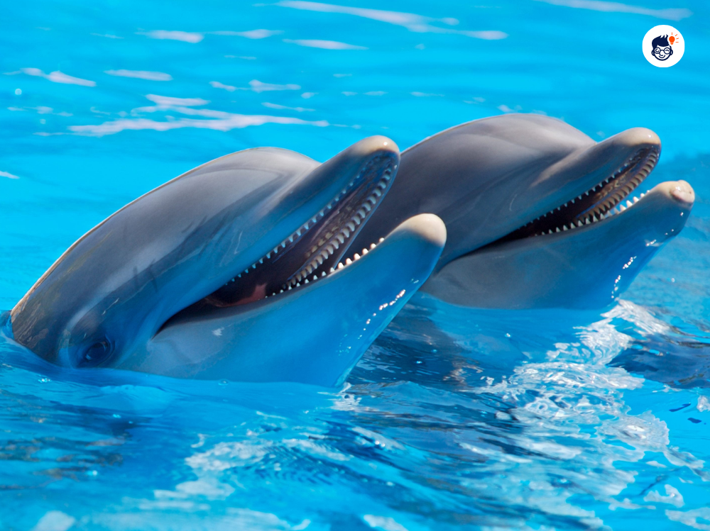 Dolphins Dolphins