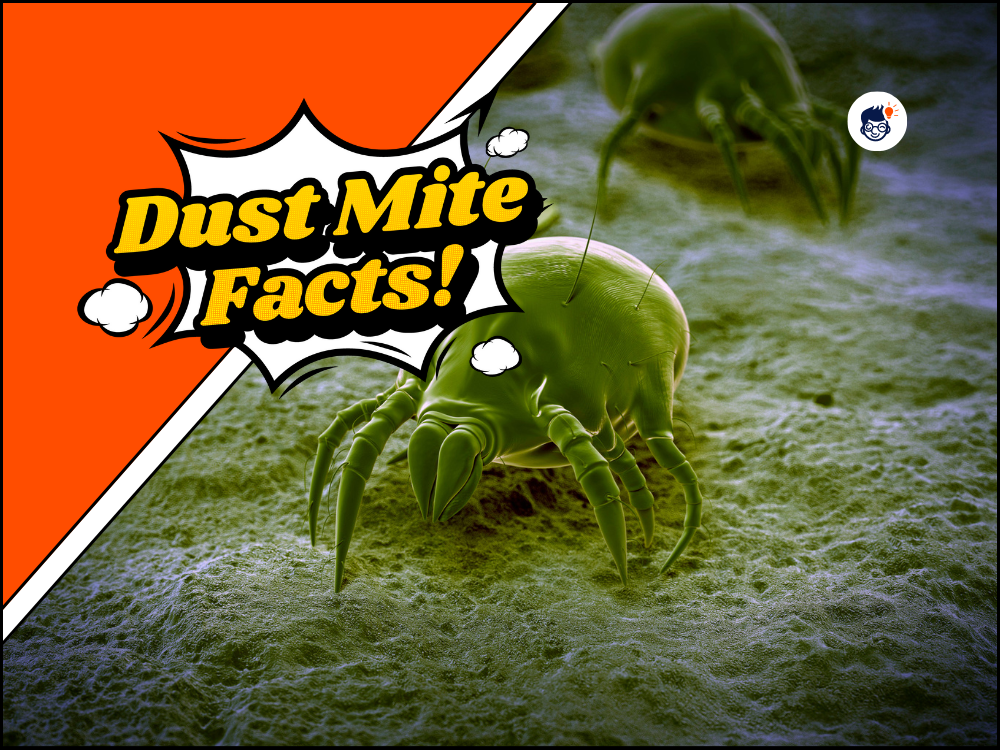 22 Dust Mite Facts: You Need To Know.