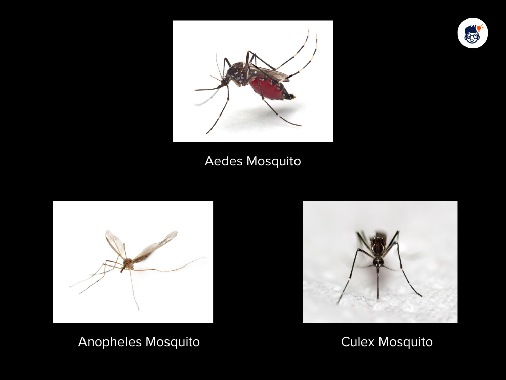 Exploring The Diversity Of Mosquito Species Across The World And Their Significance In Disease Transmission Exploring The Diversity Of Mosquito Species Across The World And Their Significance In Disease Transmission