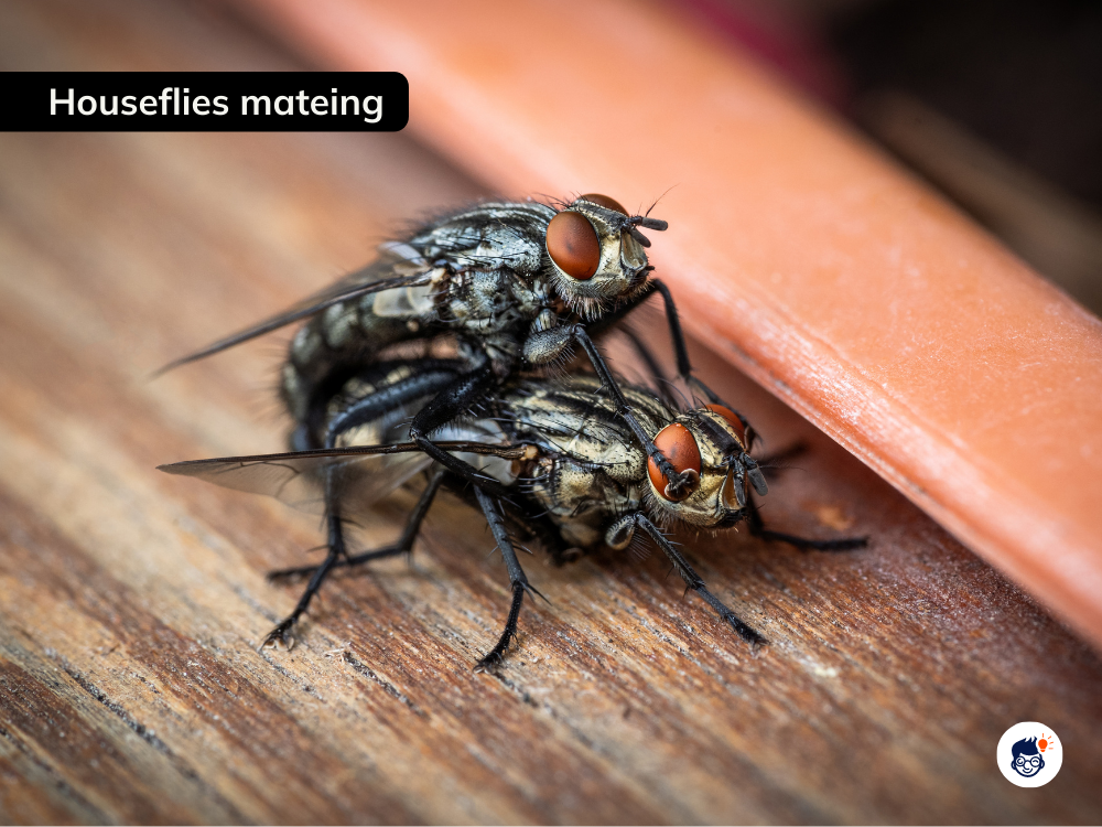 Females Houseflies Mate Only Once Females Houseflies Mate Only Once