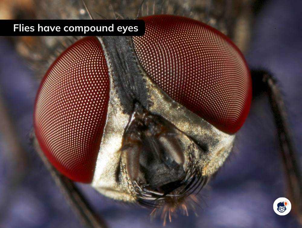 Flies Have Compound Eyes Flies Have Compound Eyes