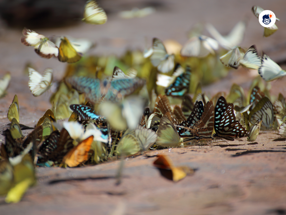 From Kaleidoscope To Bivouac The Many Names Of Butterfly Swarms From Kaleidoscope To Bivouac The Many Names Of Butterfly Swarms