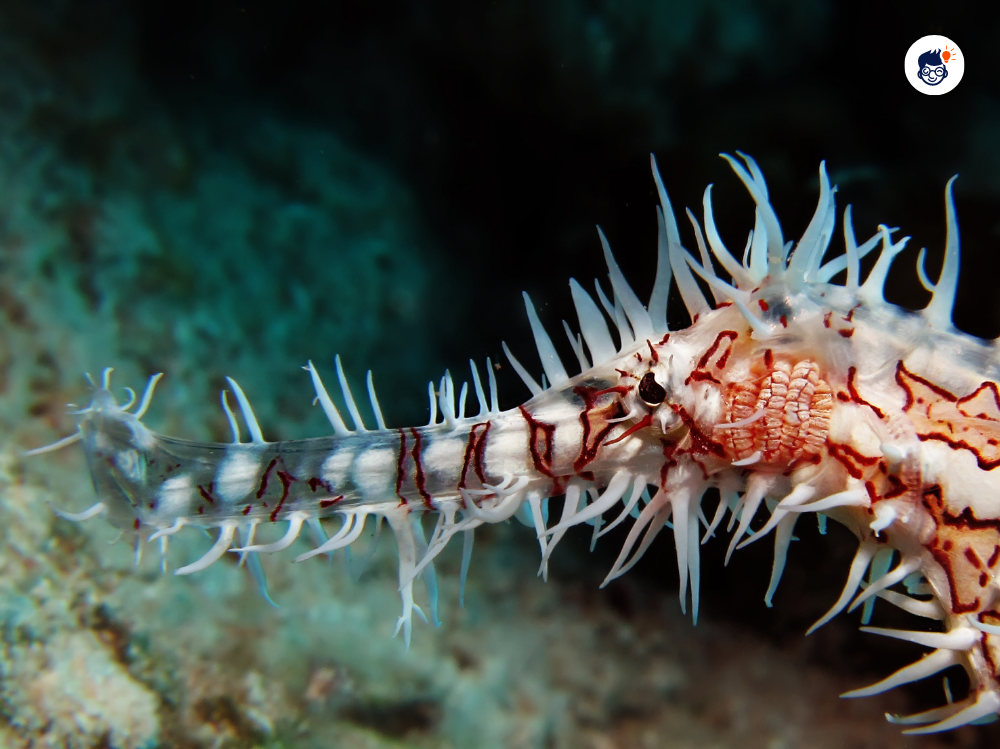 Ghost Pipefish Ghost Pipefish