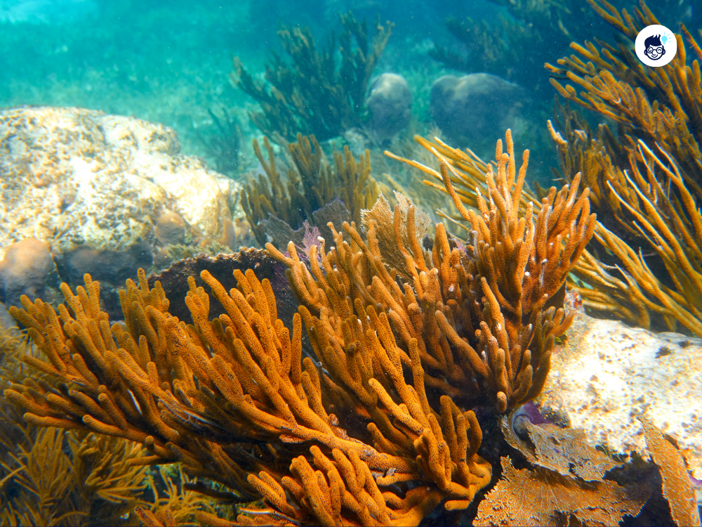 Great Barrier Reef Is Under Threat Great Barrier Reef Is Under Threat