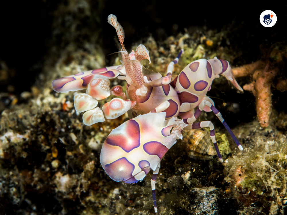 Harlequin shrimps Harlequin shrimps