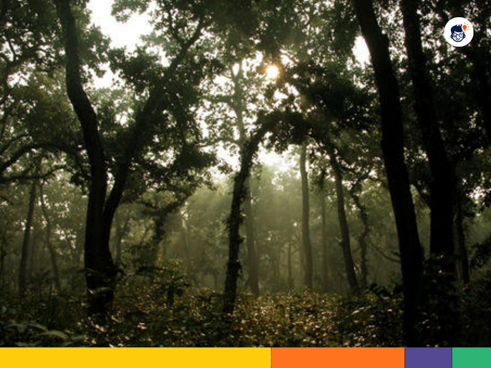 Broadleaf forests Broadleaf forests