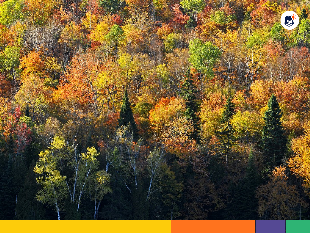 Temperate Broadleaf and Mixed Forests Temperate Broadleaf and Mixed Forests