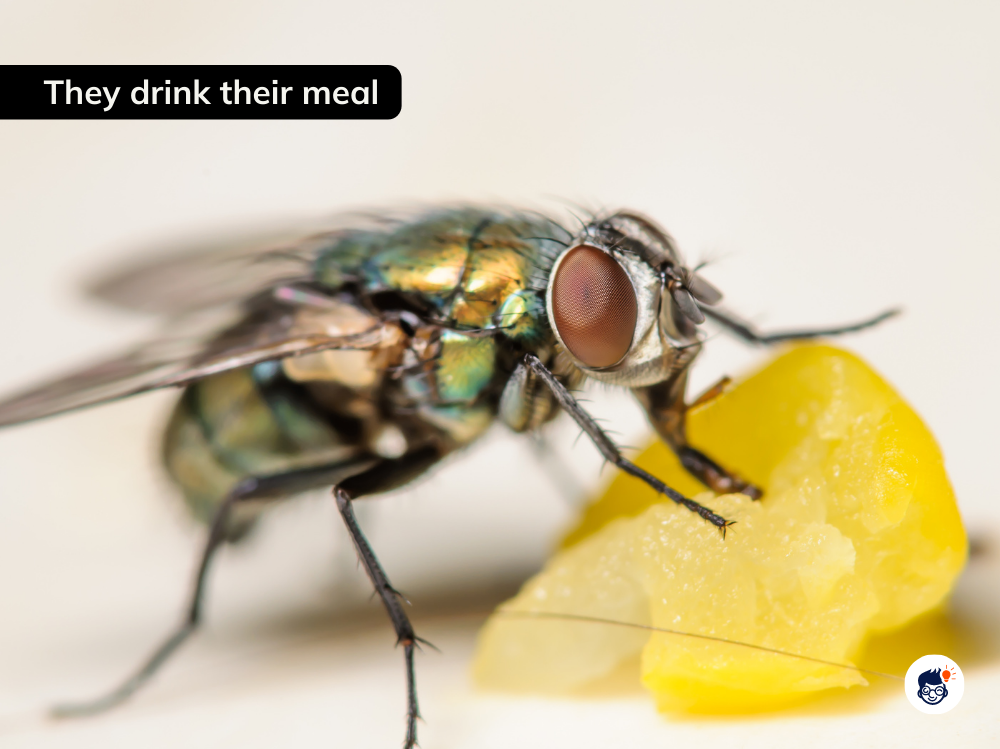 House Flies Live On Liquid Diets House Flies Live On Liquid Diets
