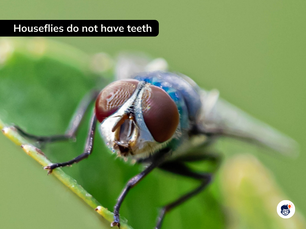 Houseflies Dont Have Teeth Houseflies Dont Have Teeth