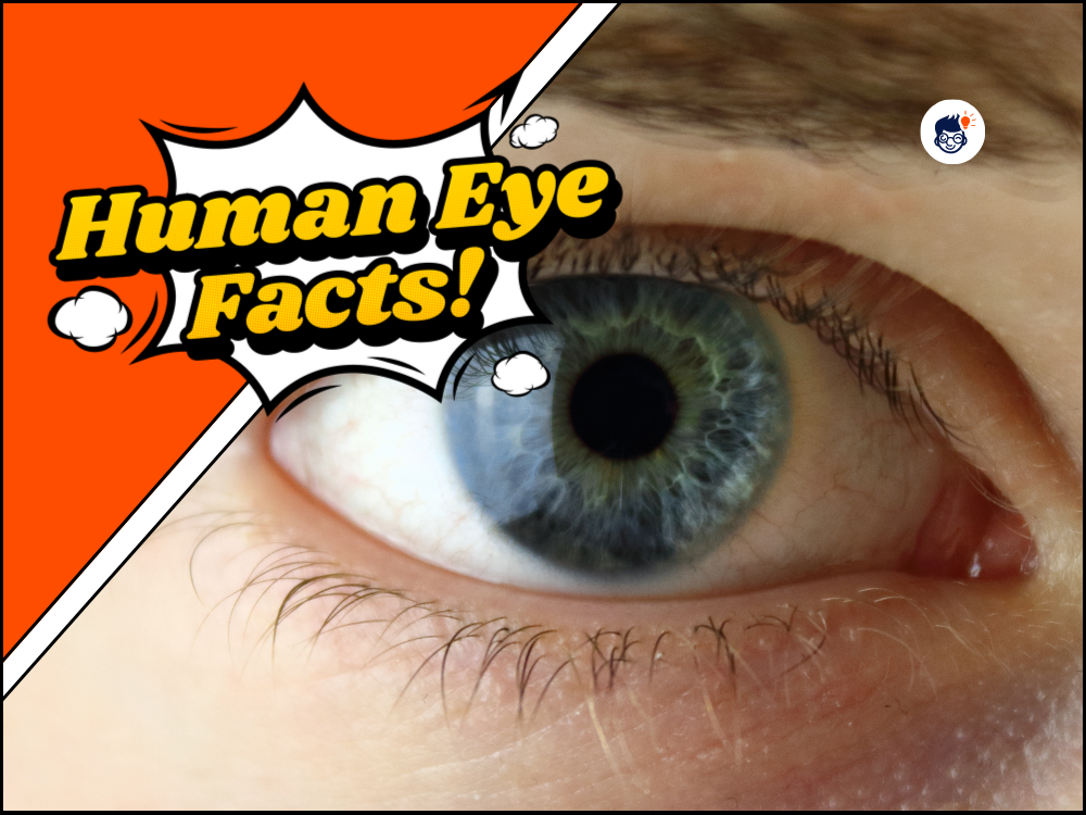 17 Human Eye Facts: Discovering The Marvels Of The Window To The Soul