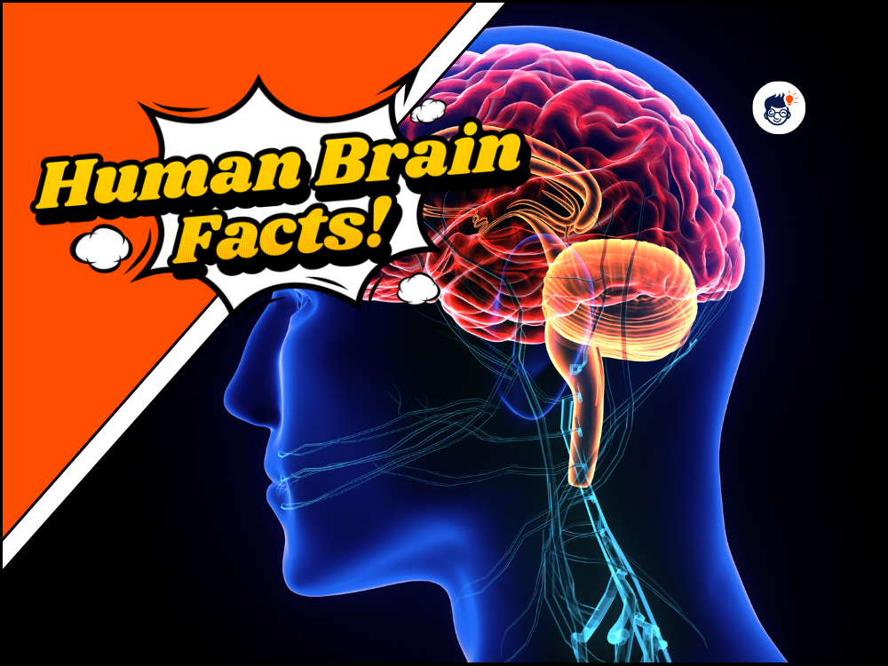 Human Brain Facts