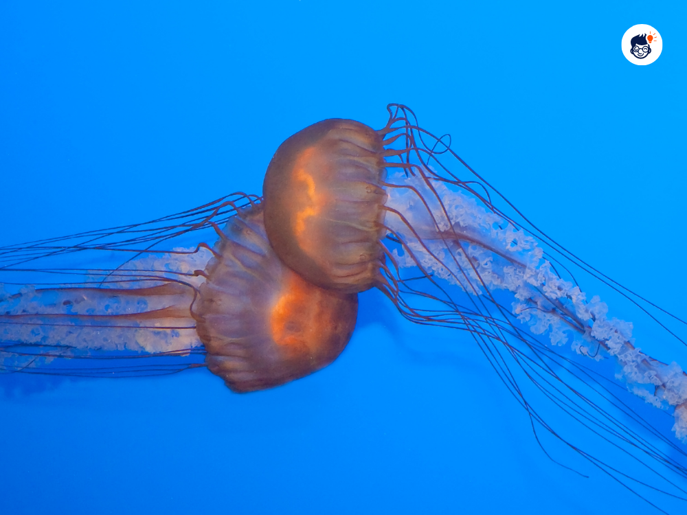 Jellyfish Can Reproduce Both Sexually And Asexually Jellyfish Can Reproduce Both Sexually And Asexually