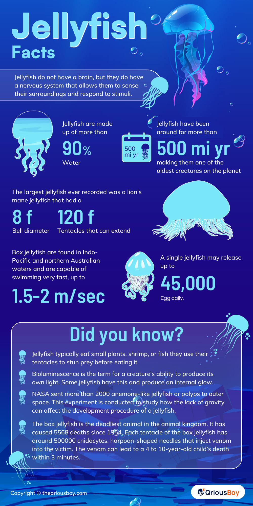 Jellyfish Facts Jellyfish Facts